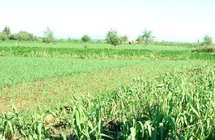 إستثمارات زراعية خليجية بالمغرب إستثمارات زراعية خليجية بالمغرب