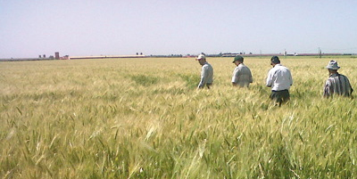 Renforcement juridique de l’interprofession et l’agrégation agricole Renforcement juridique de l’interprofession et l’agrégation agricole